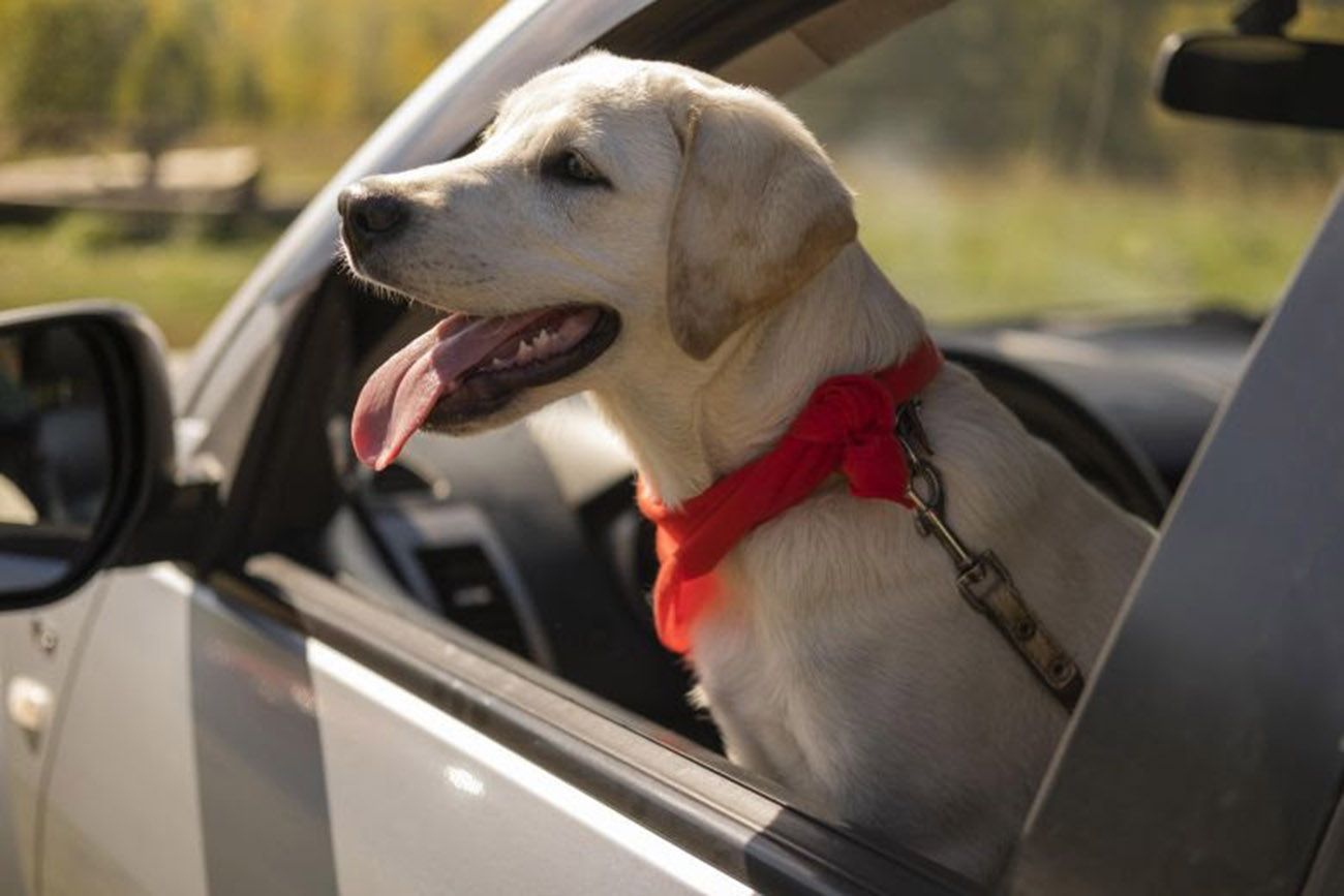 Como aproveitar o feriado com o pet!